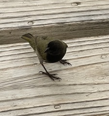 Black-Faced Grassquit