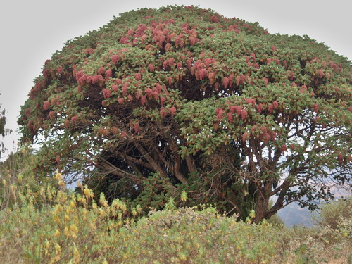 African Redwood