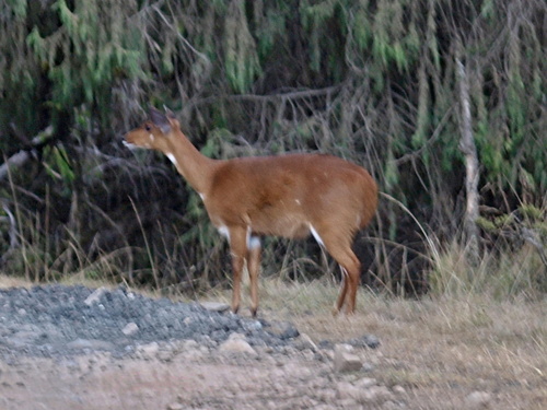 Southern Bushbuck
