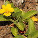 Viola maculata - Photo (c) Edgardo Flores, todos los derechos reservados, subido por Edgardo Flores
