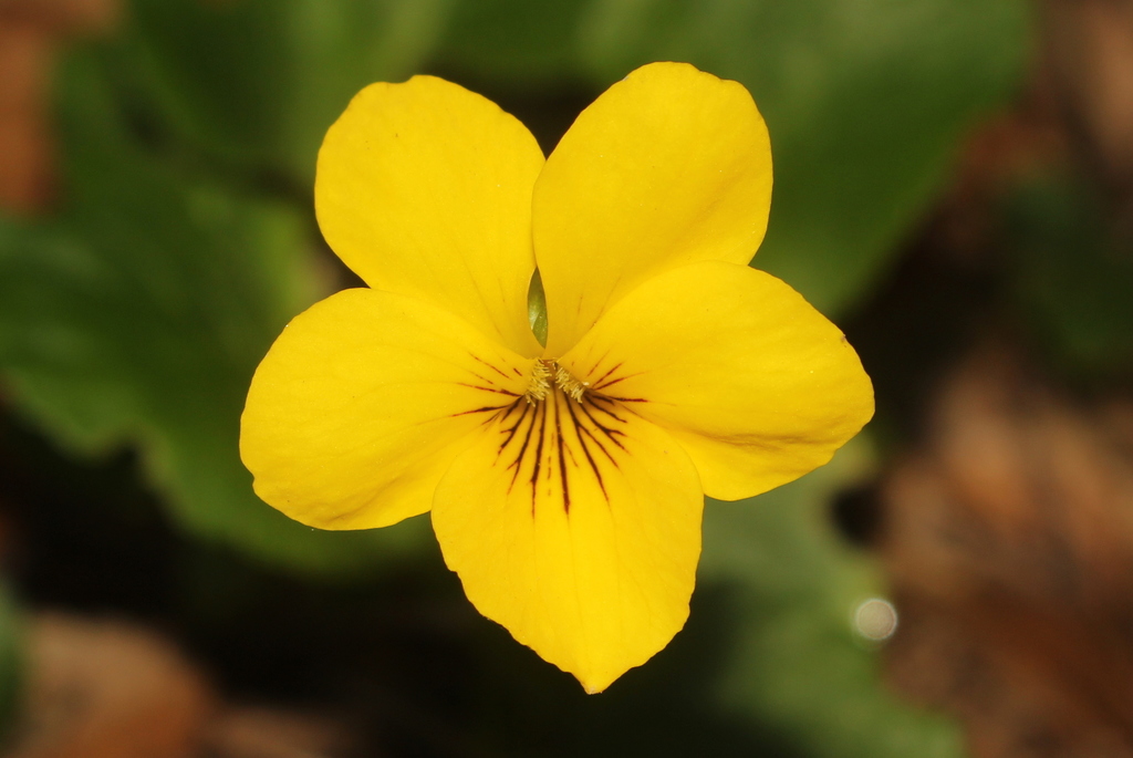 Viola