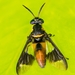 Chrysops longicornis - Photo (c) Nature Lover, todos os direitos reservados, uploaded by Nature Lover