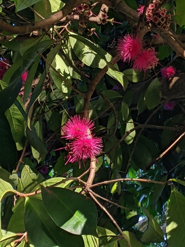 Syzygium malaccense - Leaves