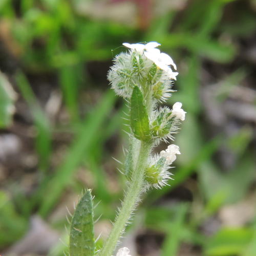 Plagiobothrys collinus var. gracilis