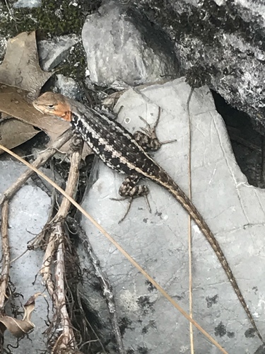 Pygmy Spiny Lizard