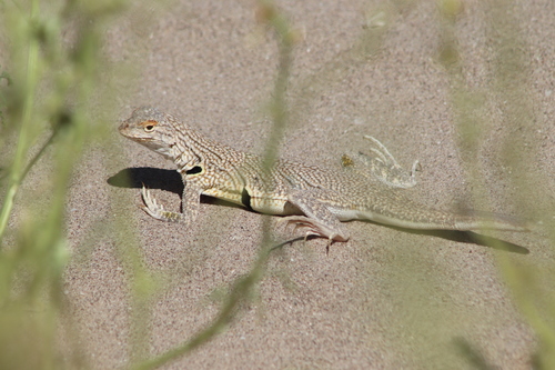 Fringe-toed Sand Lizard