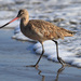 Marbled Godwit - Photo (c) NatureShutterbug, all rights reserved, uploaded by NatureShutterbug