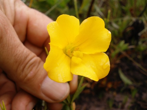 Schultesia crenuliflora