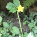 Ranunculus sieboldii - Photo (c) naturalistchu, todos los derechos reservados, subido por naturalistchu