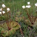Drosera macrophylla - Photo (c) Anika Dent, todos los derechos reservados, uploaded by Anika Dent