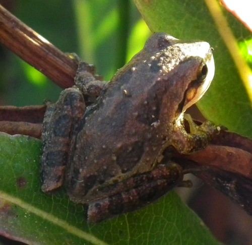 iNaturalist observation photo of Pacific chorus frog