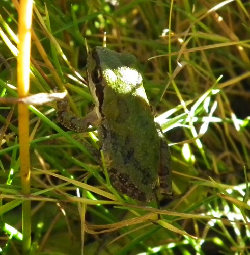 iNaturalist observation photo of Pacific chorus frog