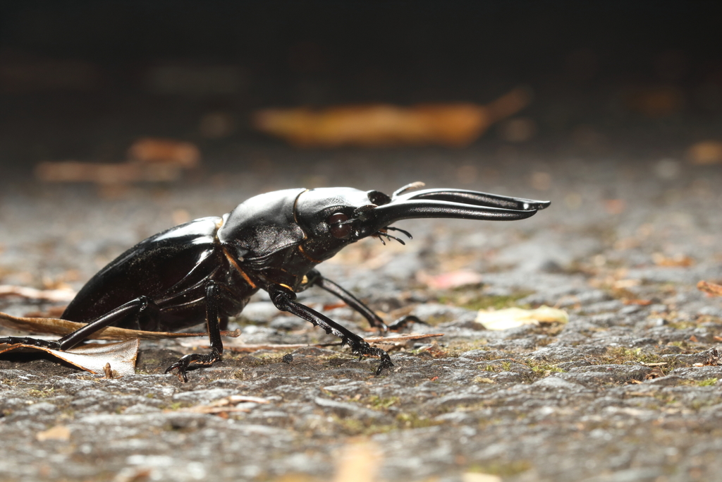 オニツヤクワガタ (亜種 Odontolabis siva parryi) · iNaturalist