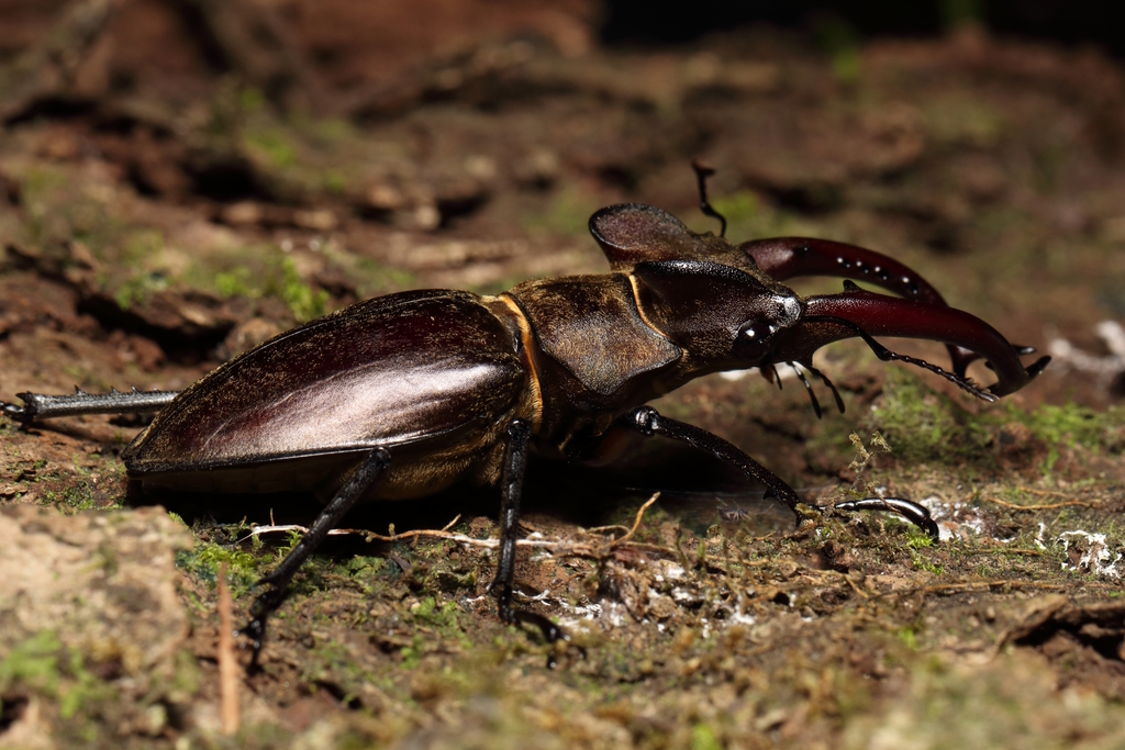 Lucanus maculifemoratus taiwanus in June 2020 by louislo · iNaturalist