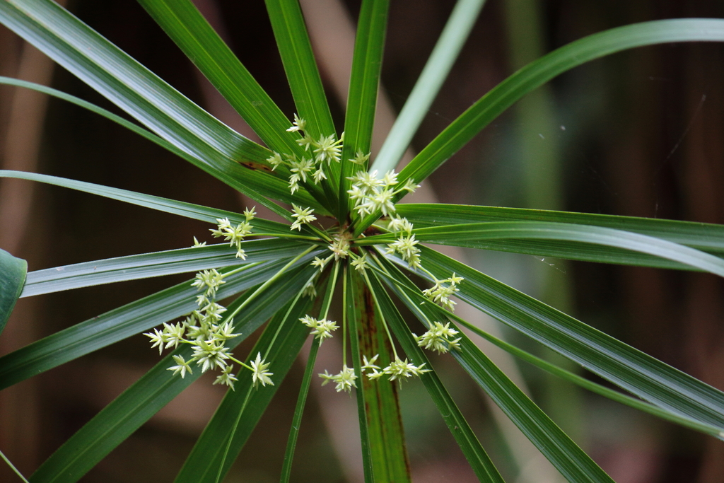 Cyperus alternifolius (Cyperus alternifolius)