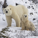 Polar Bear - Photo (c) Brokk Mowrey, all rights reserved, uploaded by Brokk Mowrey