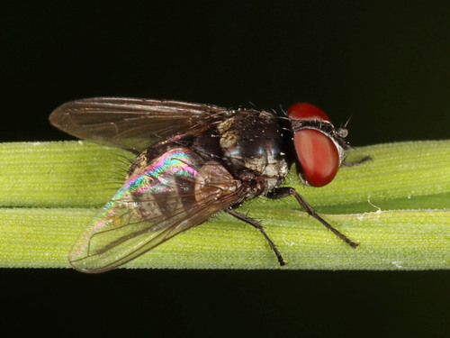 Strongygaster triangulifera (Loew, 1863)
