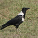 Collared Crow - Photo (c) Carol Kwok, all rights reserved, uploaded by Carol Kwok