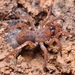Primitive Spiders - Photo (c) 豆豆, all rights reserved, uploaded by 豆豆