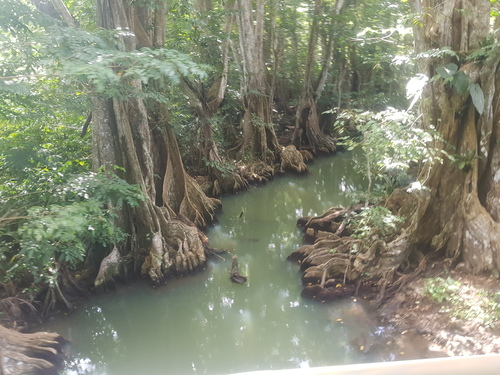 Pterocarpus officinalis - Whole tree