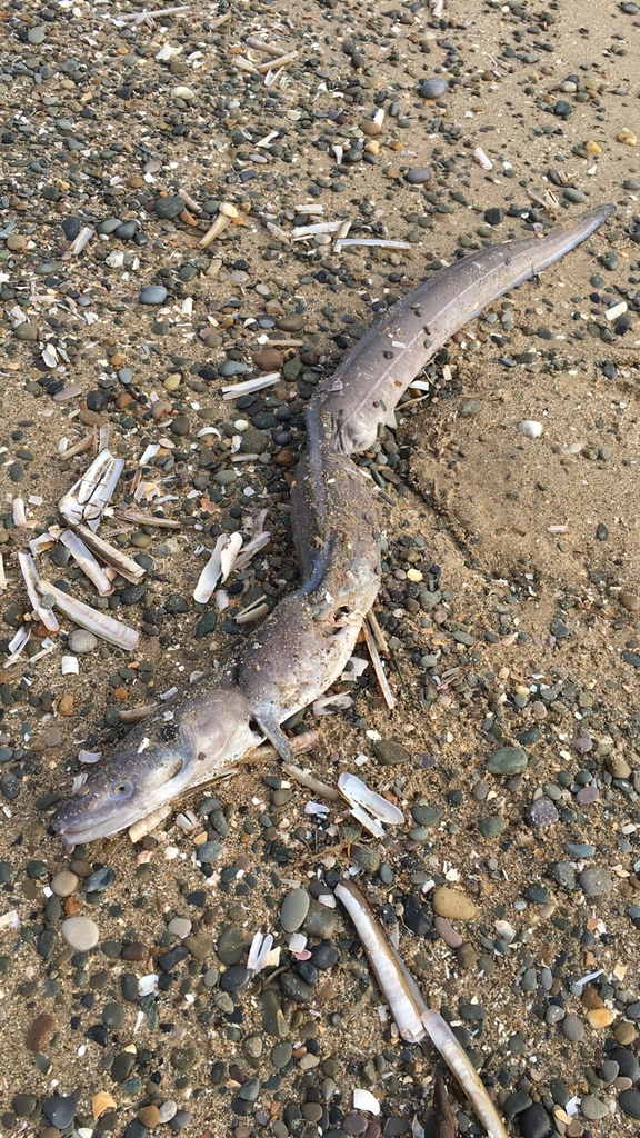 European Conger from CH8, Holywell, Wales, GB on March 3, 2018 at 01:16 ...