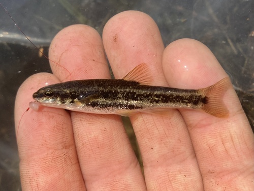 Speckled Dace