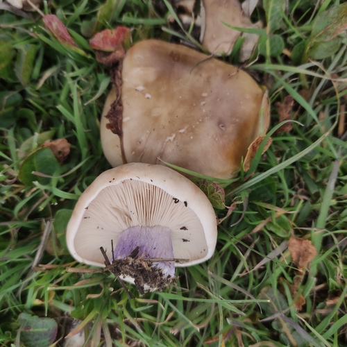 Field Blewit