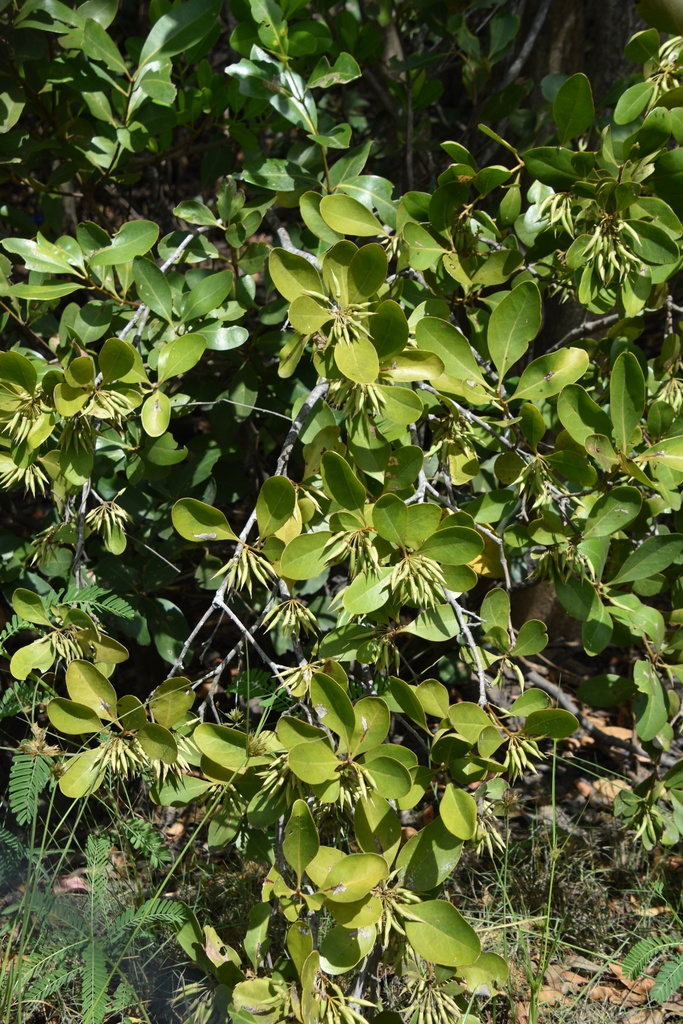 river mangrove from North Mackay, QLD, AU on December 21, 2021 at 09:58 ...