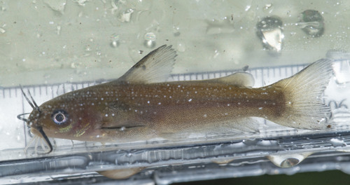 White Catfish