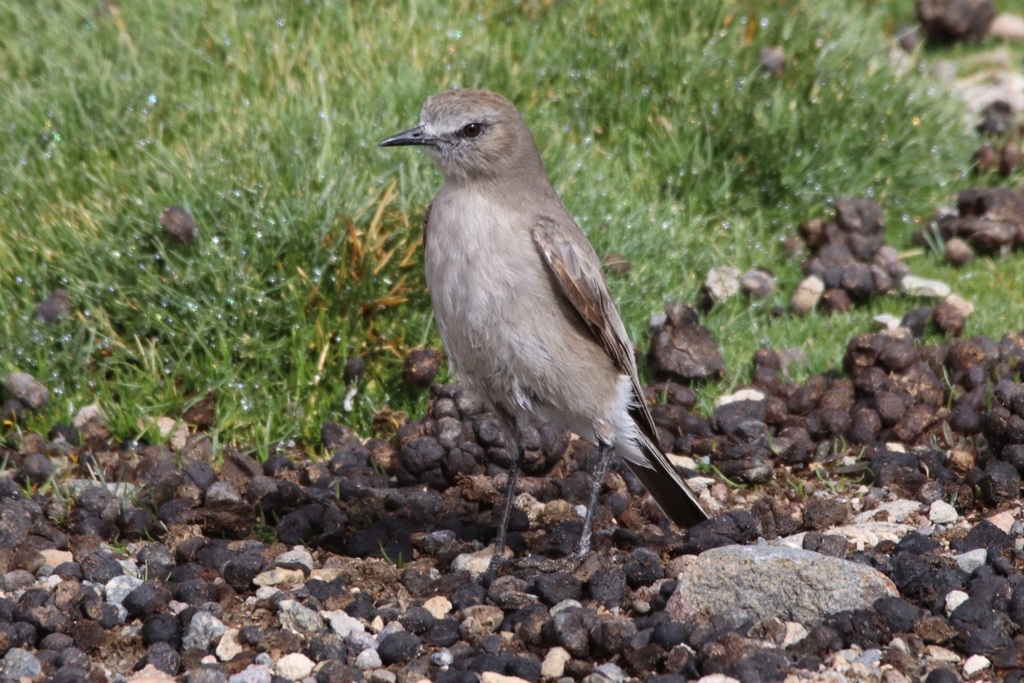 White-fronted Ground-Tyrant photo