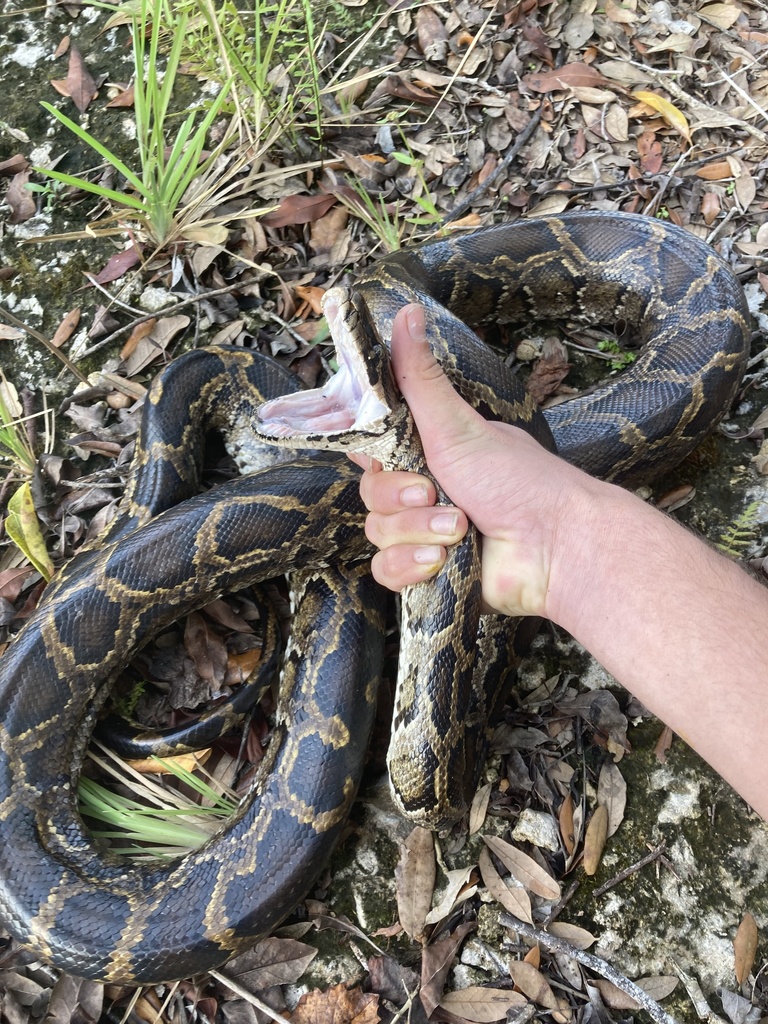 Burmese Python in December 2021 by nicosalino. Picked up by enp ...