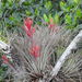 Tillandsia fasciculata - Photo (c) matt-ratcliffe, kaikki oikeudet pidätetään, uploaded by matt-ratcliffe