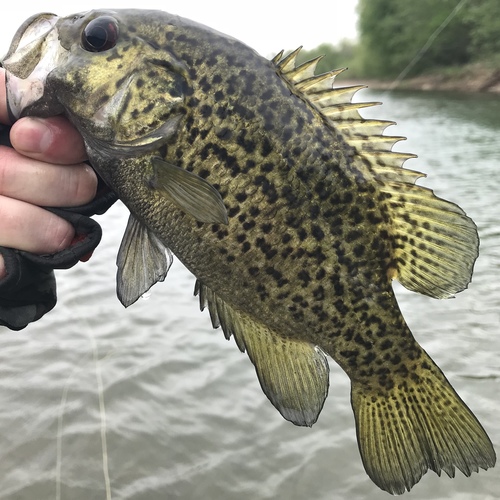 Ozark Bass