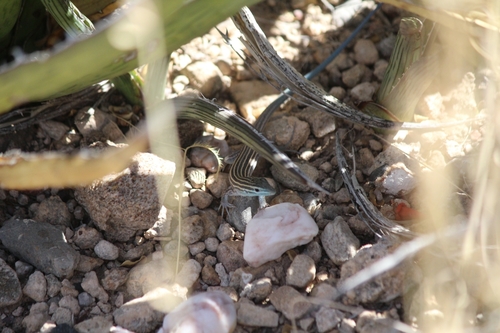 Little Striped Whiptail