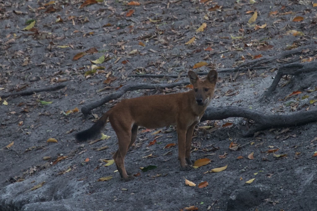 Sunda Dhole (Subspecies Cuon alpinus sumatrensis) · iNaturalist Guatemala