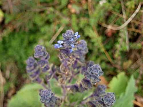 Rift Valley Sage