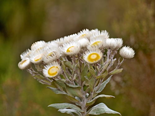 Helichrysum formosissimum