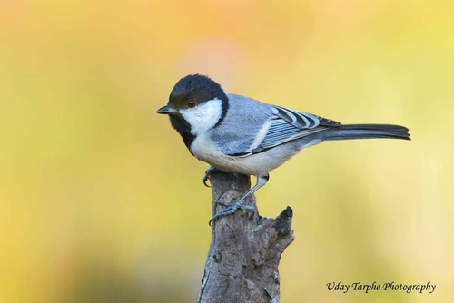 Asian Tit