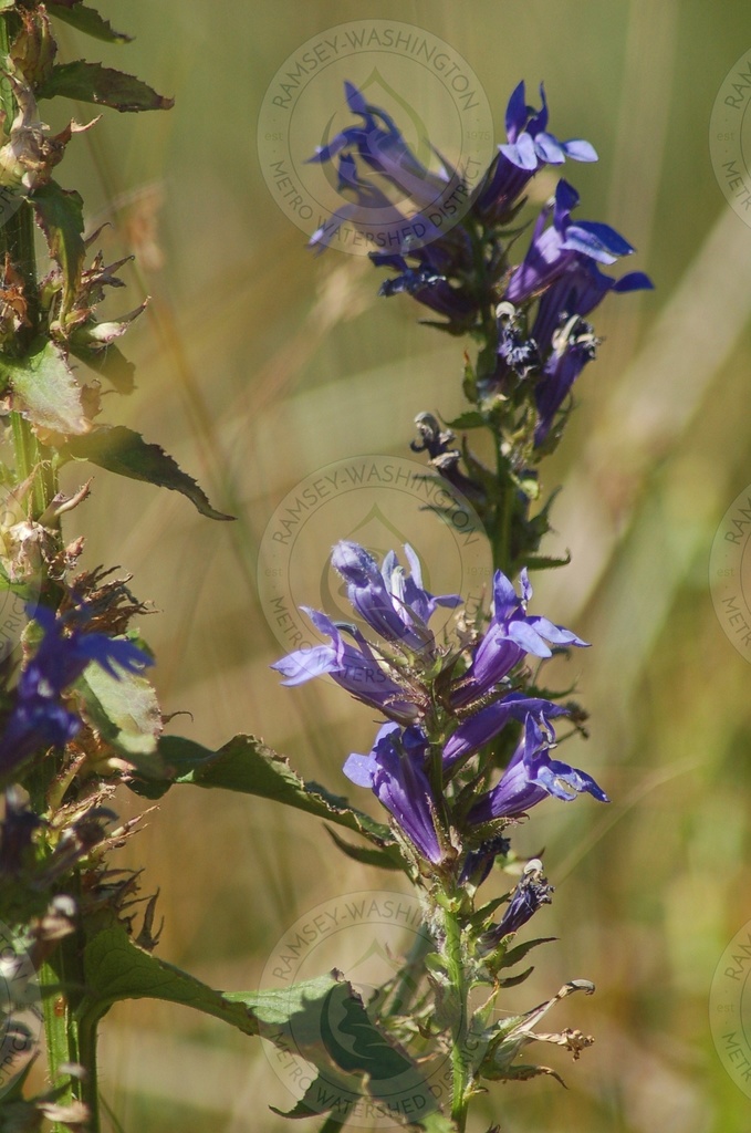 Blue Lobelia (RWMWD Plant Guide) · iNaturalist