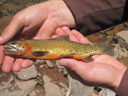 Rocky Mountain Cutthroat Trout