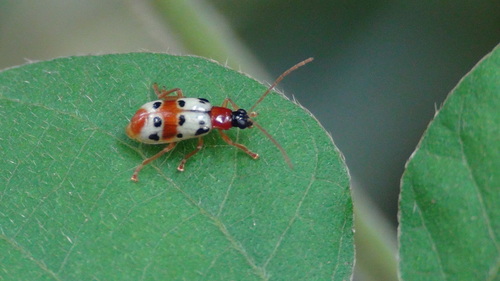 Diabrotica palpalis · iNaturalist