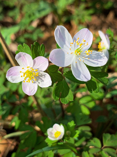 false rue anemone