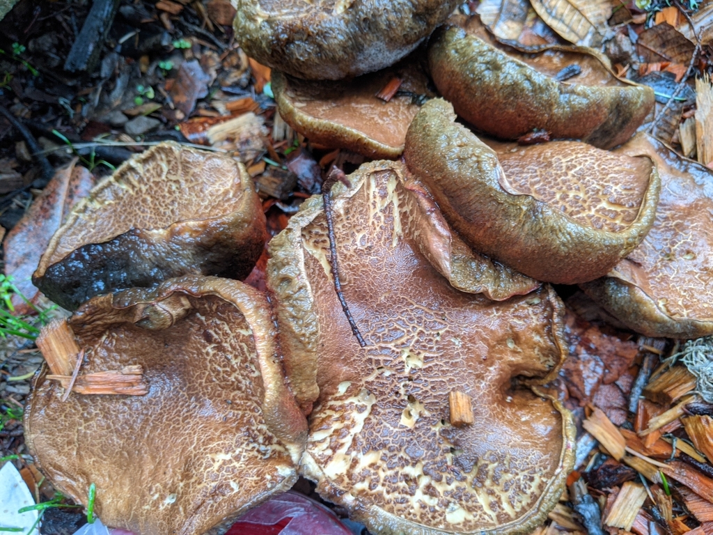 Poor Man’s Slippery Jack from Willits, CA 95490, USA on December 21