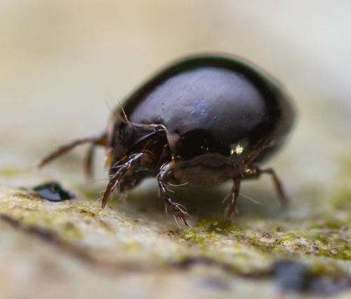 Euzetes globulus
