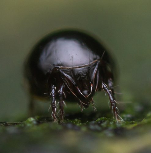 Euzetes globulus