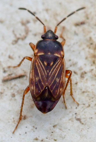 Cryphula trimaculata (Distant, 1882)