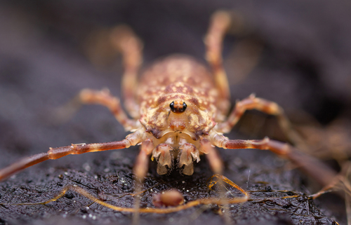 Lophopilio palpinalis