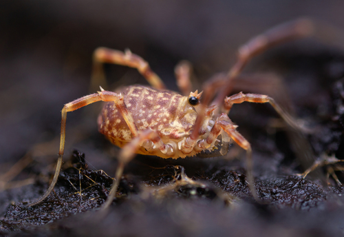 Lophopilio palpinalis