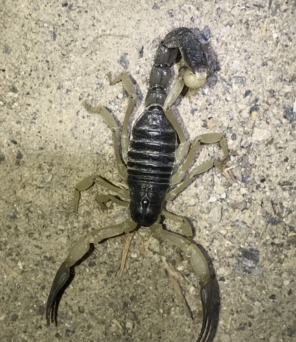 Hadrurus pinteri