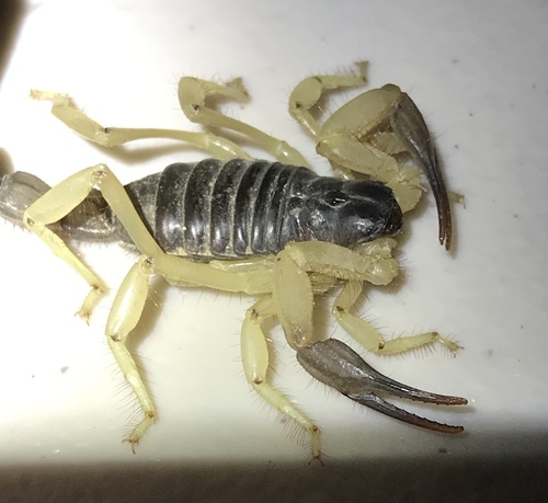 Hadrurus pinteri